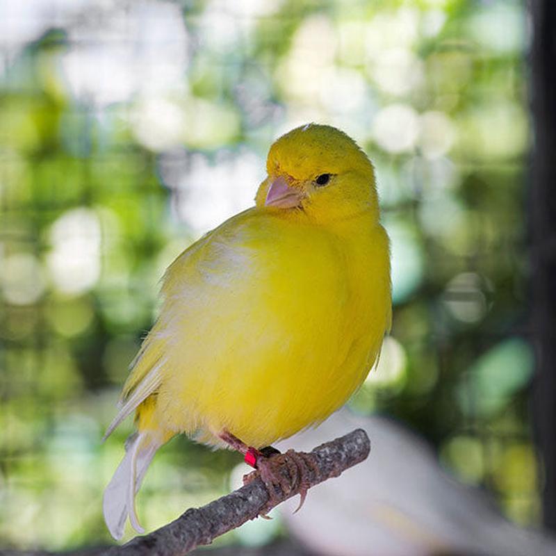 Live Bird: Canary Yellow/Variegated