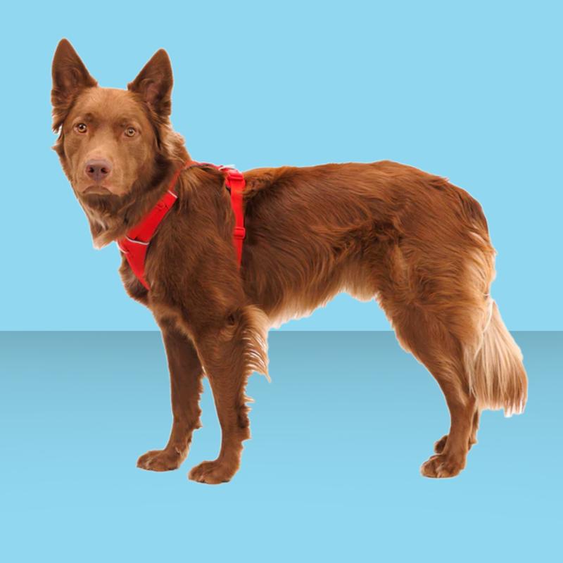 Ruffwear Front Range Harness Red Canyon XS