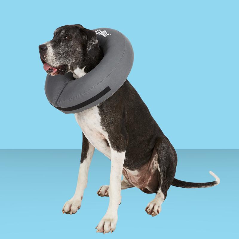 ZenPet Zen Collar Gray XXL