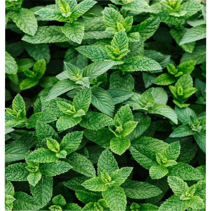 Cacao Social Hour: Sensory Spring Workshop